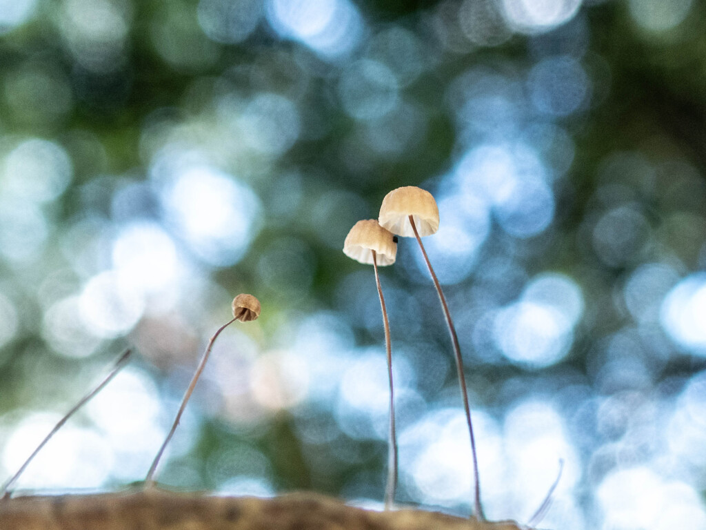 キラキラ菌