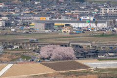 ちょっとした桜風景