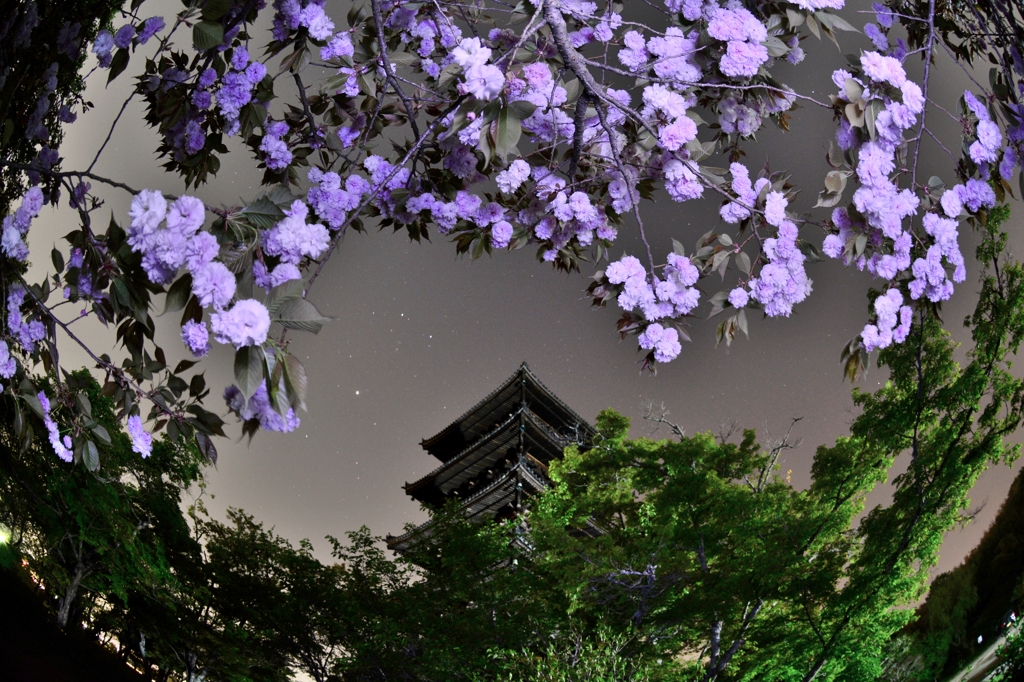 夜の華やぎ