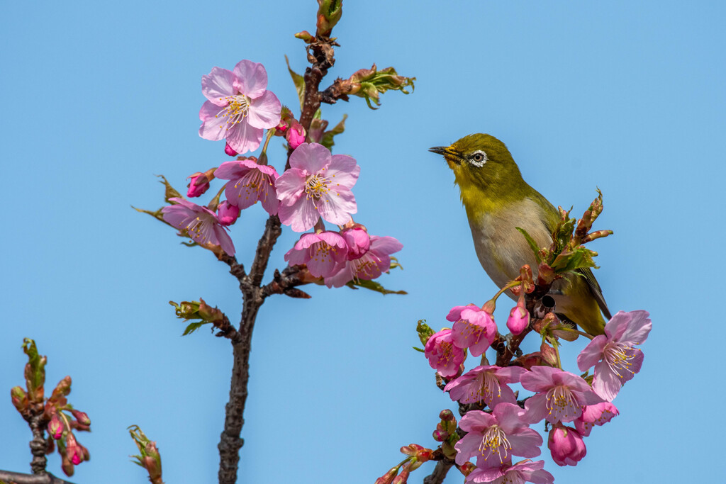 今年の河津桜