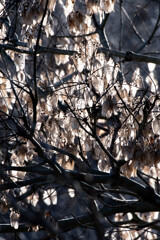 冬枯れの景　３