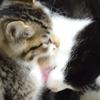 おやねここねこ