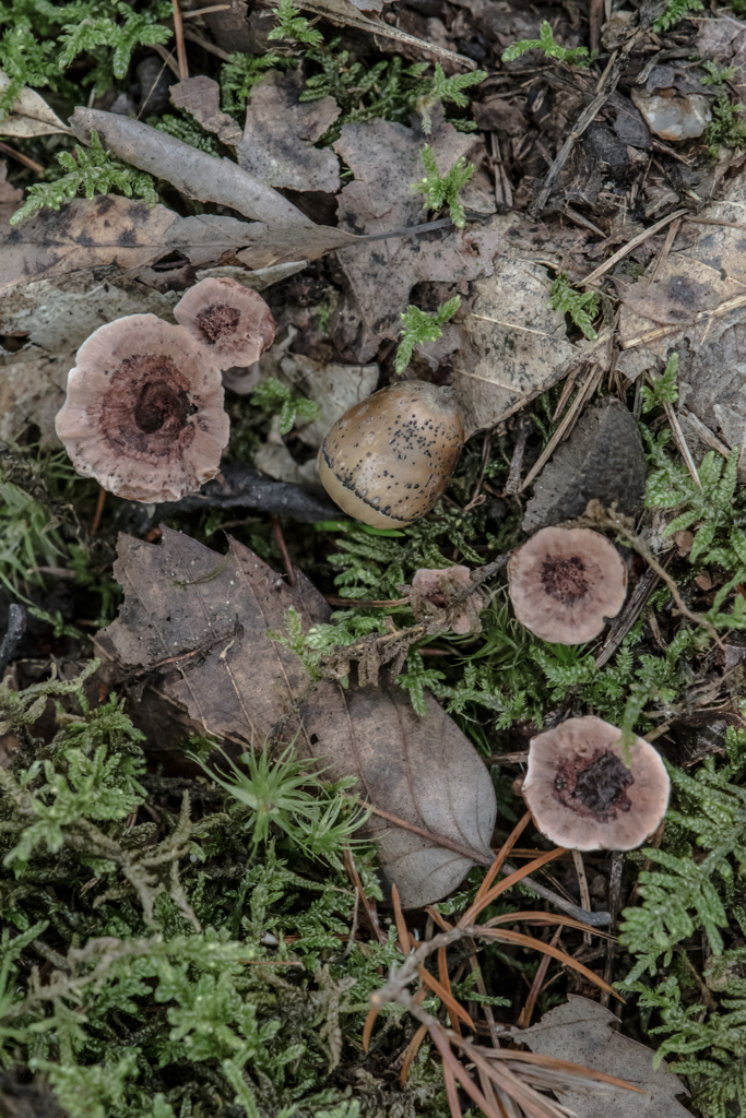 地味という生き方
