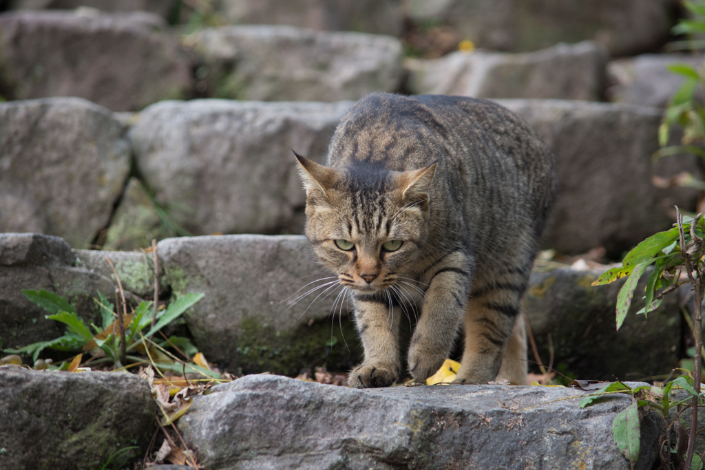 猫背の猛獣