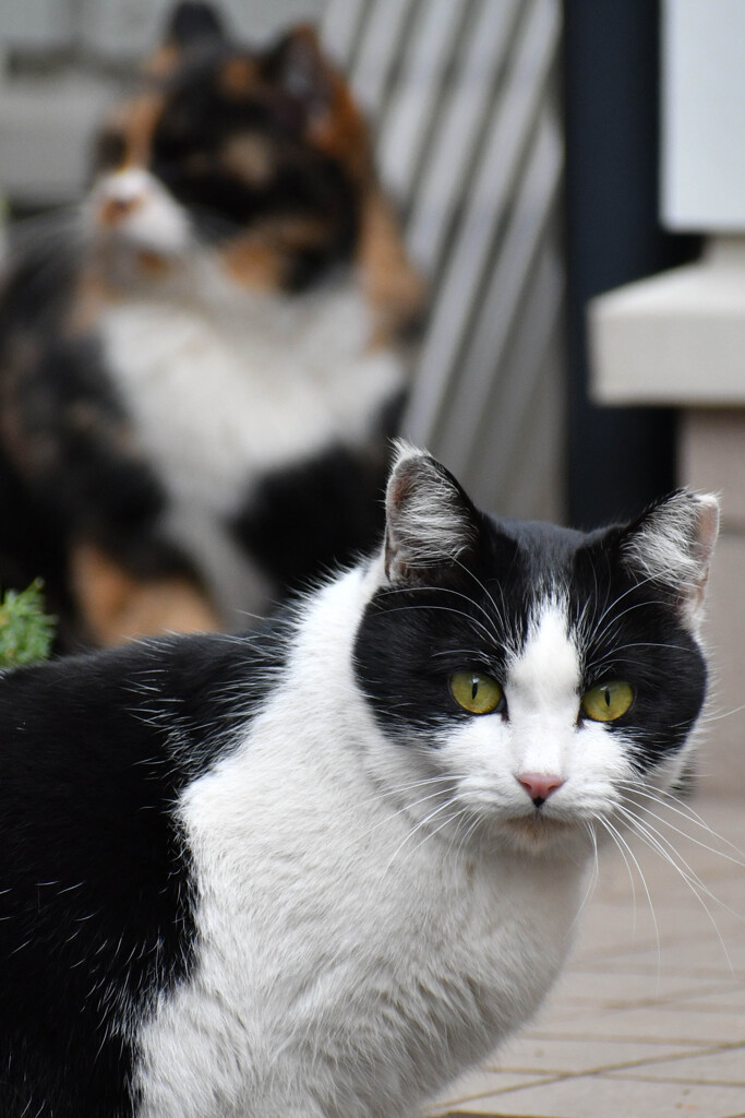 2ショット