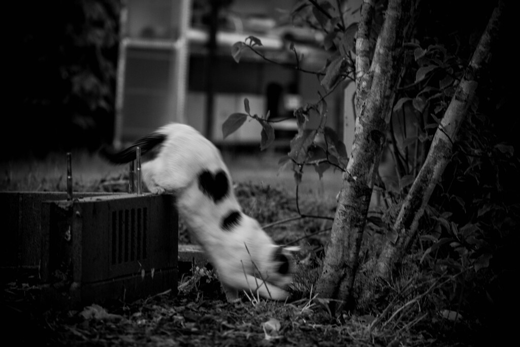 ハートが逃げていく