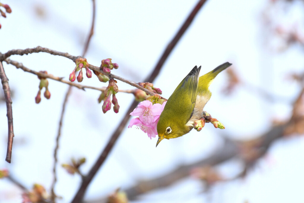 まだほとんど咲いてないです
