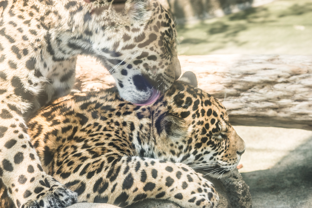 ジャガーきょうだい