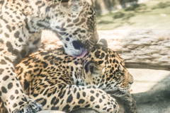ジャガーきょうだい