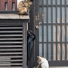 上ねこ下ねこ