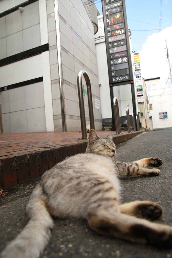 酒場の女