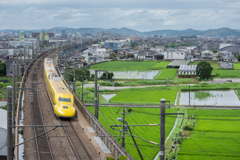 田んぼ青々、電車は黄色