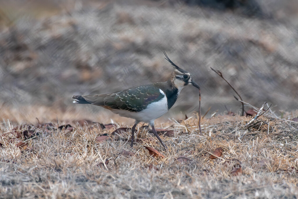 うどんが美味しいです(^^)