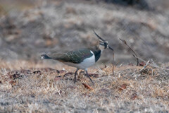 うどんが美味しいです(^^)