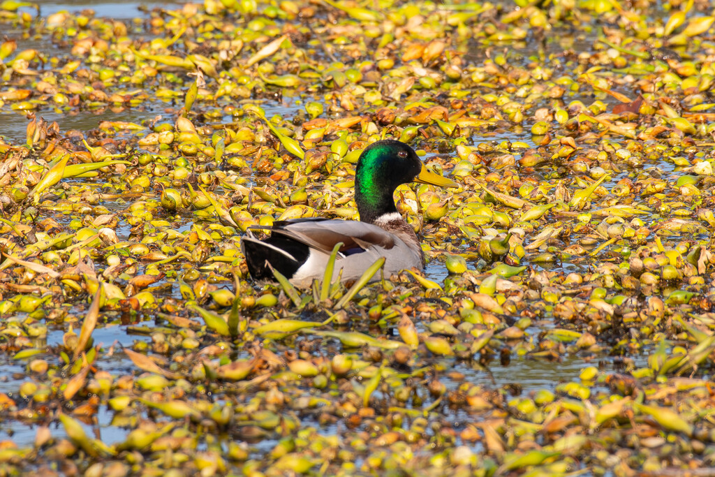 ホテイアオイの池