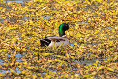 ホテイアオイの池