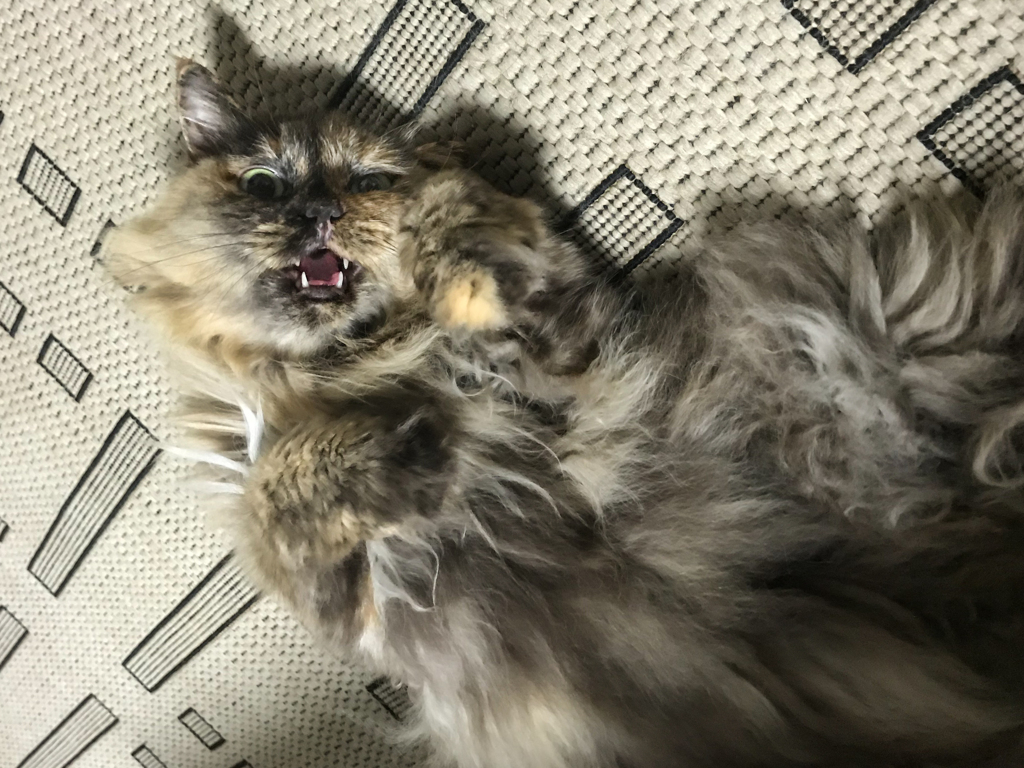 うらめしニャ〜