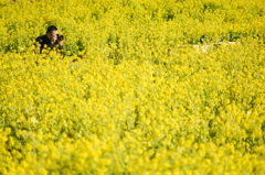 菜の花の人　１