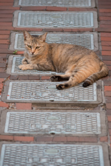 路地裏キャット
