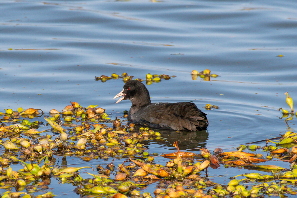 オオバンって飛ぶんですか？？