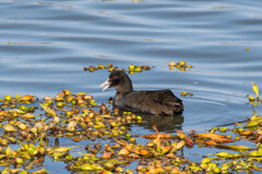 オオバンって飛ぶんですか？？