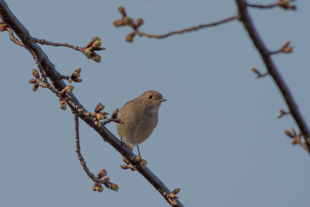 河津桜はまだ咲かない