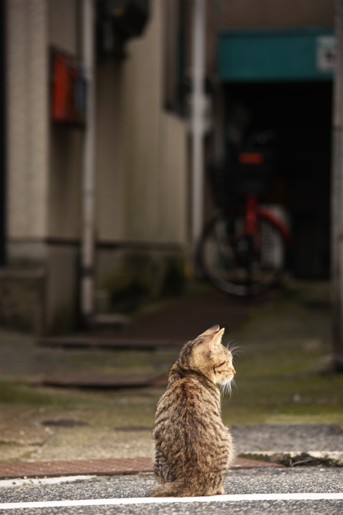 背中