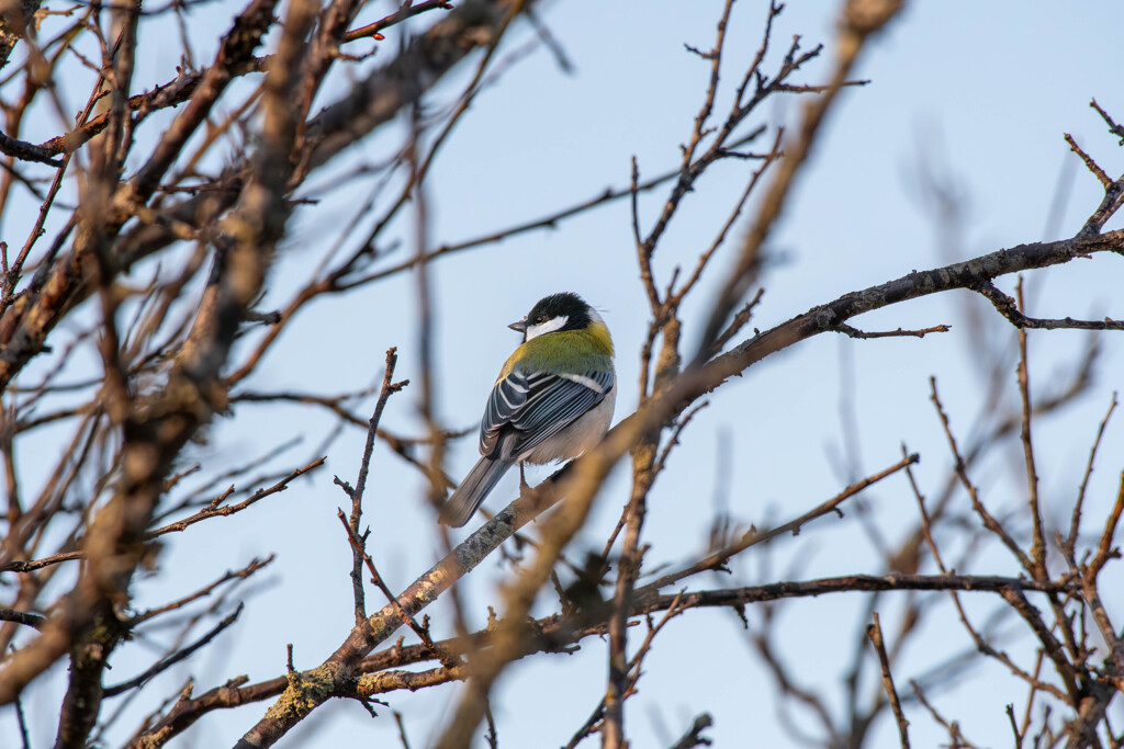 いつ見ても可愛いでござる(^^)