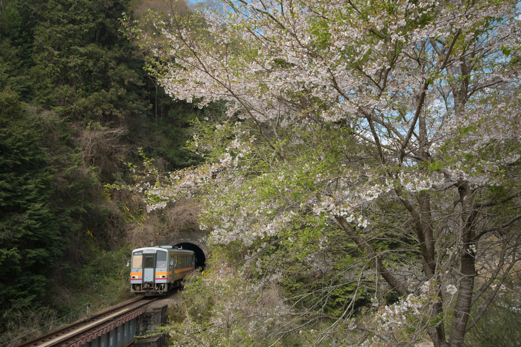 はんぶん葉桜です