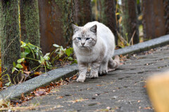 ロンリーキャット