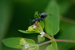 蜜を探して