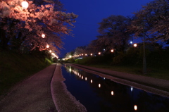 夜桜in新屋