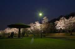 夜桜の丘