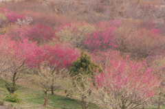 梅林公園