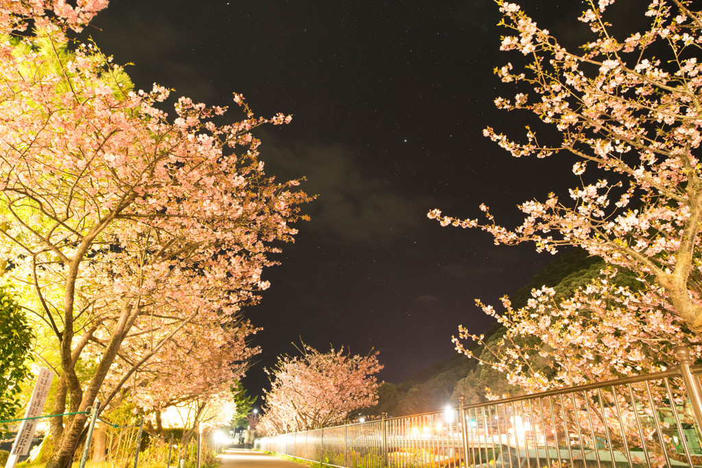 河津桜の輝く夜