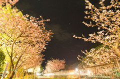 河津桜の輝く夜