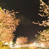 河津桜の輝く夜