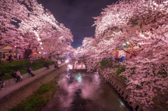 水面に輝く桜の夜