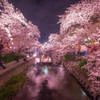 水面に輝く桜の夜