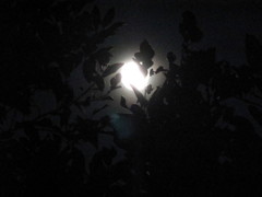 月光。
