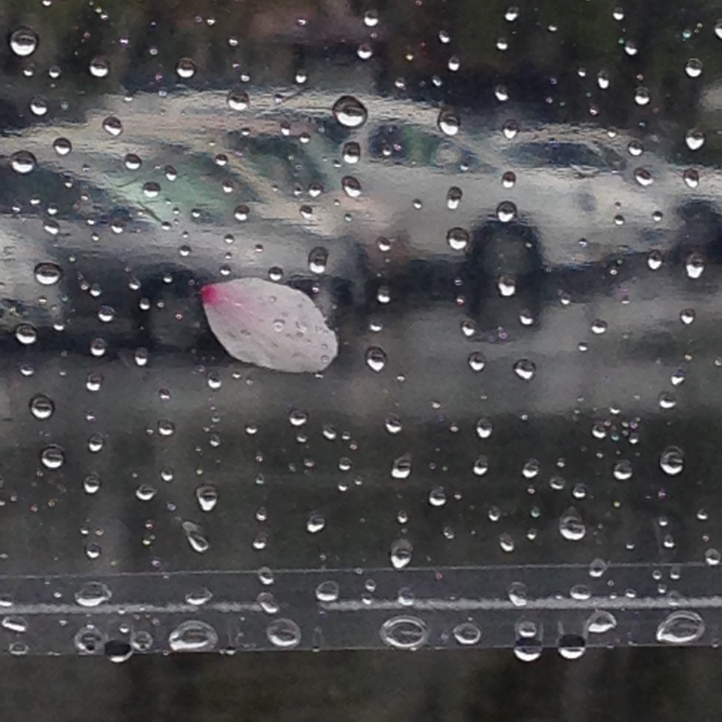 桜雨。