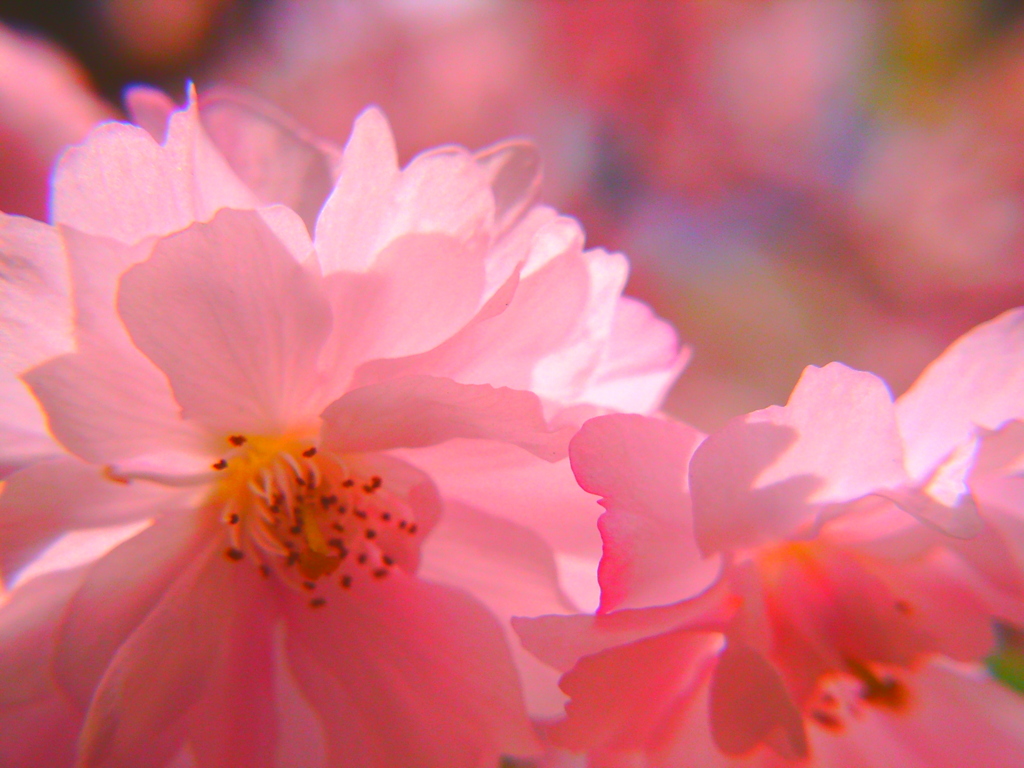 八重紅枝垂桜。