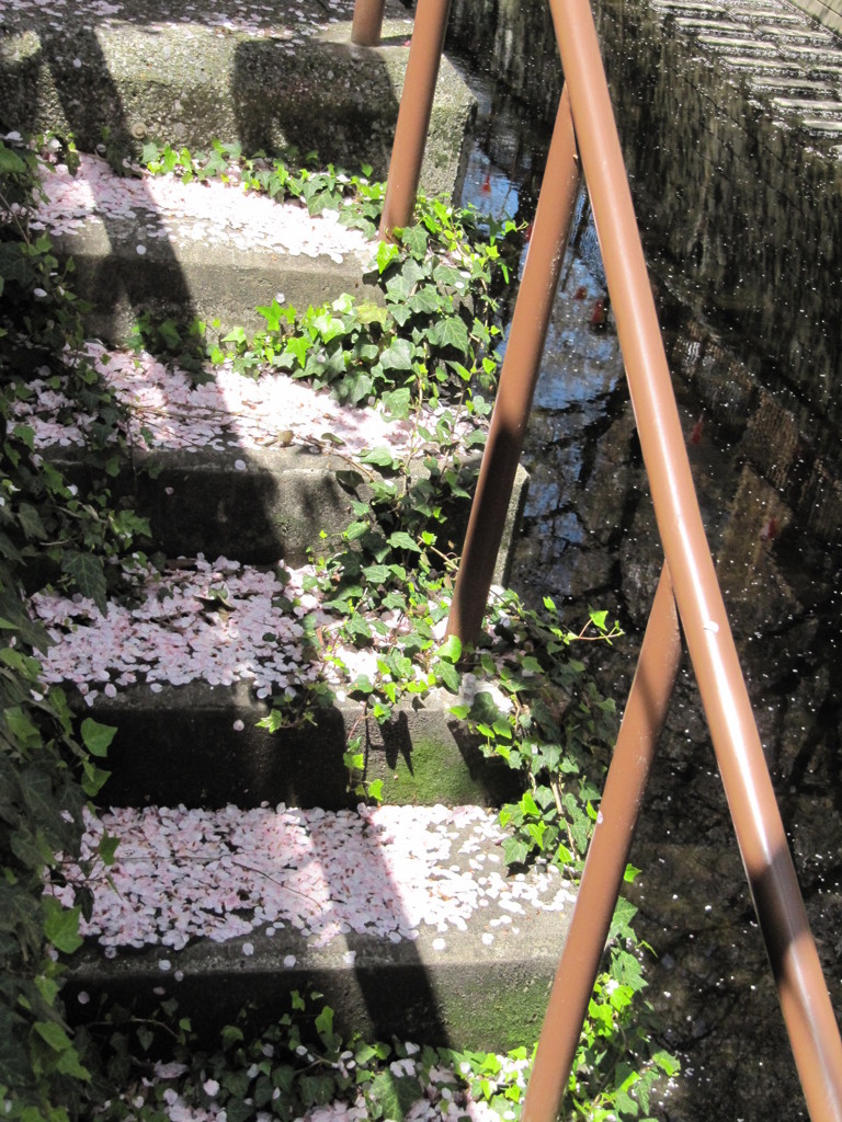 桜階段。