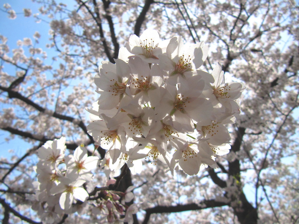 桜 。