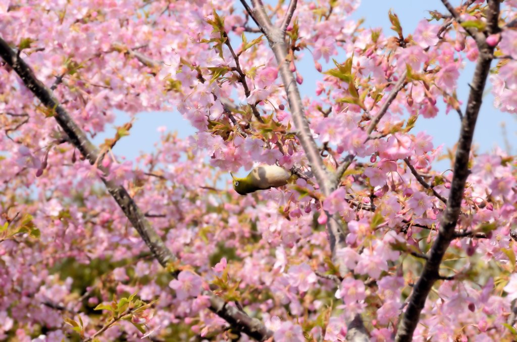 河津桜とメジロ