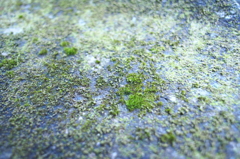 苔生すままに