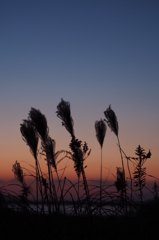 夕暮れに揺れる