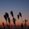 夕暮れに揺れる