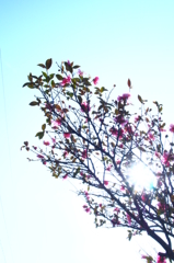 小春日和