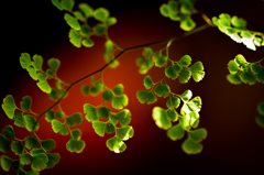 Adiantum